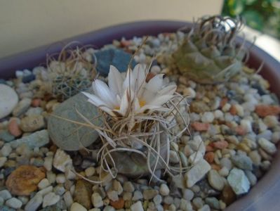 Turbinicarpus macrochele v. kupcakii