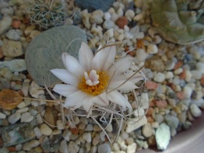 Turbinicarpus macrochele v. kupcakii