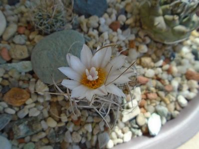 Turbinicarpus macrochele v. kupcakii