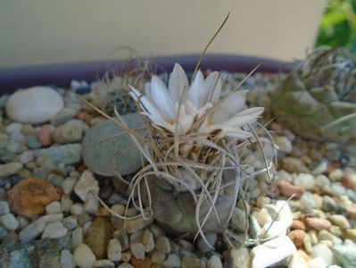 Turbinicarpus macrochele v. kupcakii