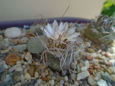 Turbinicarpus macrochele v. kupcakii