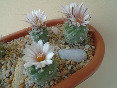 Grup de 3 Turbinicarpus hb.