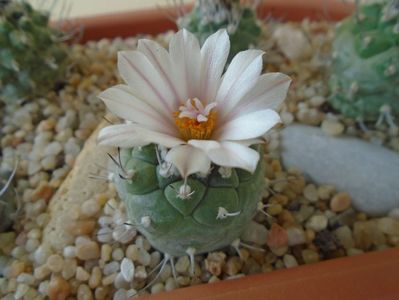 Turbinicarpus hb.