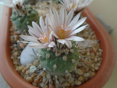 Turbinicarpus hb.