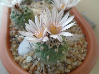 Turbinicarpus hb.