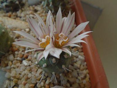 Turbinicarpus hb.