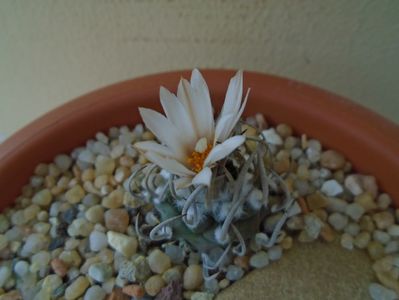 Turbinicarpus klinkerianus