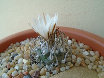 Turbinicarpus klinkerianus