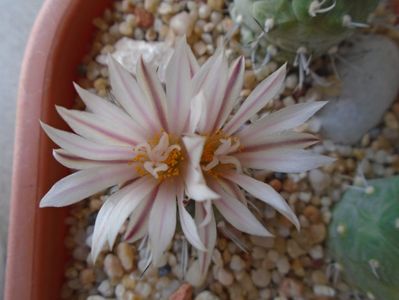 Turbinicarpus hb.