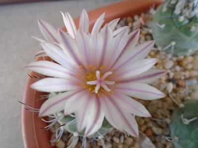 Turbinicarpus hb.