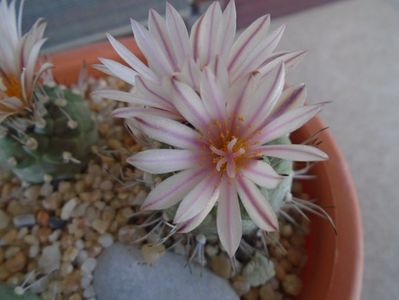 Turbinicarpus hb.