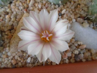 Turbinicarpus hb.