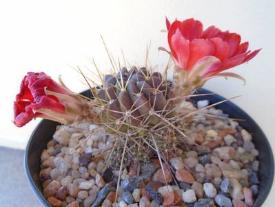 Lobivia aculeata (Echinopsis pentlandii)