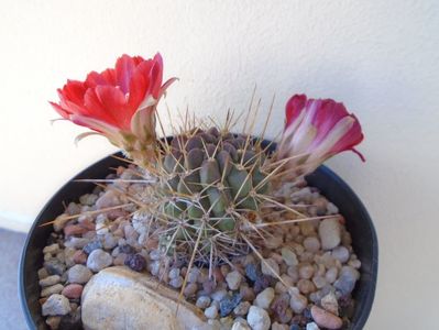 Lobivia aculeata (Echinopsis pentlandii)