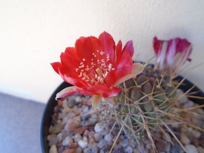 Lobivia aculeata (Echinopsis pentlandii)