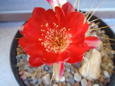 Lobivia aculeata (Echinopsis pentlandii)