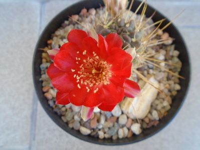 Lobivia aculeata (Echinopsis pentlandii)