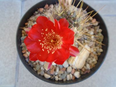 Lobivia aculeata (Echinopsis pentlandii)