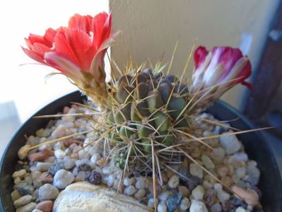 Lobivia aculeata (Echinopsis pentlandii)