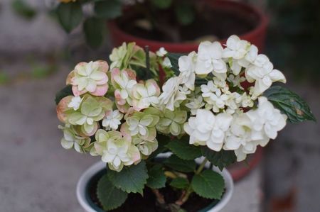 Sweet no name hydrangea- primita in dar