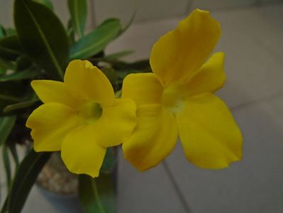 Pachyipodium brevicaule (altoit pe Pachypodium saundersii)