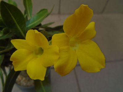 Pachyipodium brevicaule (altoit pe Pachypodium saundersii)