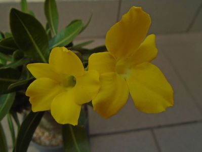 Pachyipodium brevicaule (altoit pe Pachypodium saundersii)