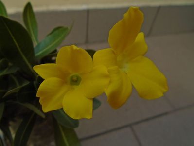 Pachyipodium brevicaule (altoit pe Pachypodium saundersii)