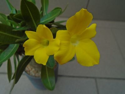 Pachyipodium brevicaule (altoit pe Pachypodium saundersii)