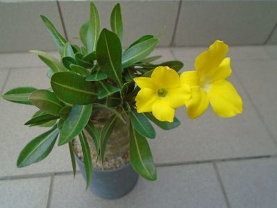 Pachyipodium brevicaule (altoit pe Pachypodium saundersii)