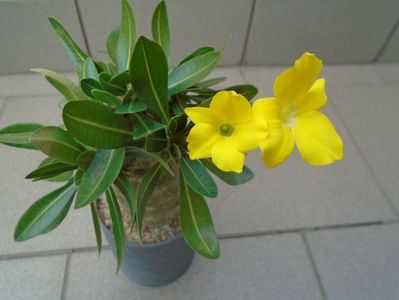 Pachyipodium brevicaule (altoit pe Pachypodium saundersii)