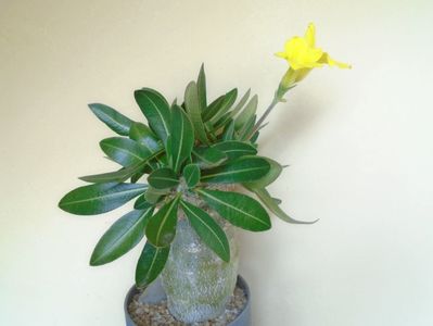 Pachyipodium brevicaule (altoit pe Pachypodium saundersii)