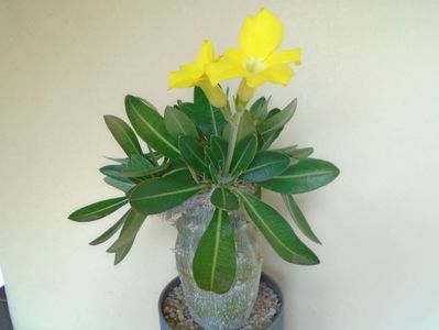 Pachyipodium brevicaule (altoit pe Pachypodium saundersii)