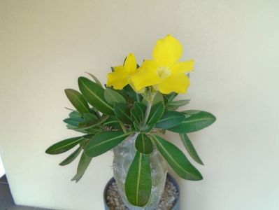 Pachyipodium brevicaule (altoit pe Pachypodium saundersii)