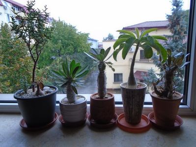 03 oct. 2019 - Pachypodium - inceputul perioadei de repaus