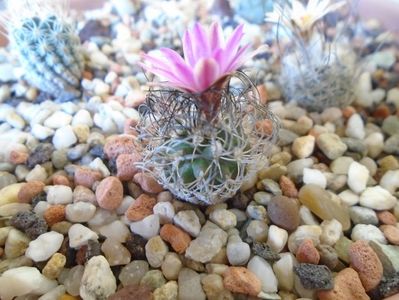 Turbinicarpus lausseri