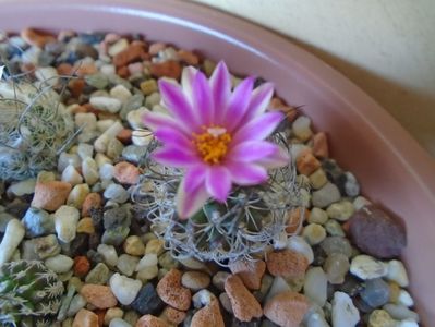 Turbinicarpus lausseri