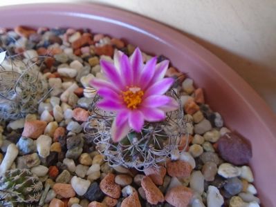 Turbinicarpus lausseri