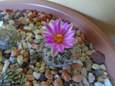 Turbinicarpus lausseri