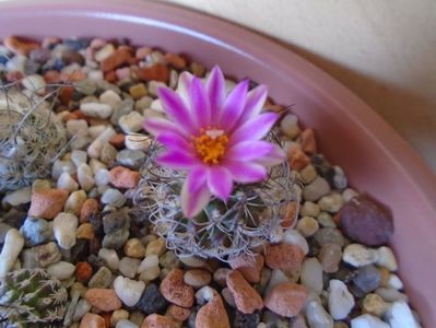 Turbinicarpus lausseri