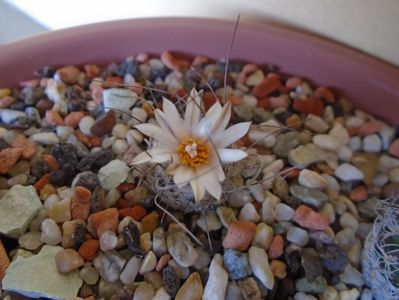 Turbinicarpus dickinsoniae