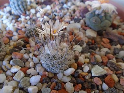 Turbinicarpus dickinsoniae