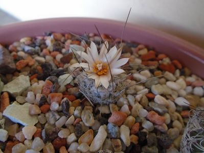 Turbinicarpus dickinsoniae