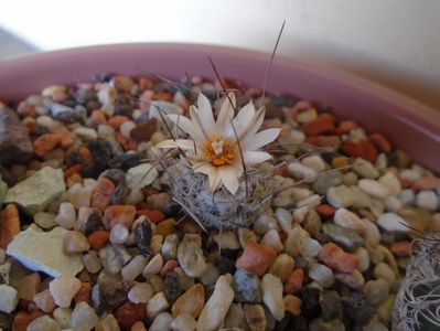 Turbinicarpus dickinsoniae