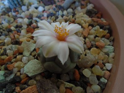 Turbinicarpus lophophoroides