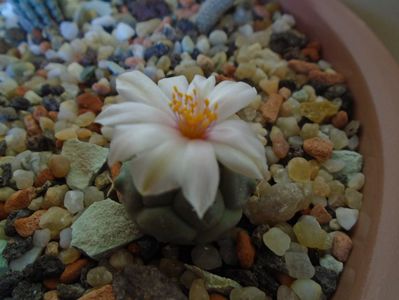 Turbinicarpus lophophoroides