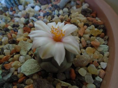 Turbinicarpus lophophoroides