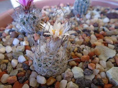 Turbinicarpus dickinsoniae