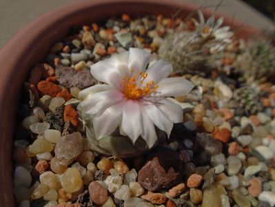 Turbinicarpus lophophoroides