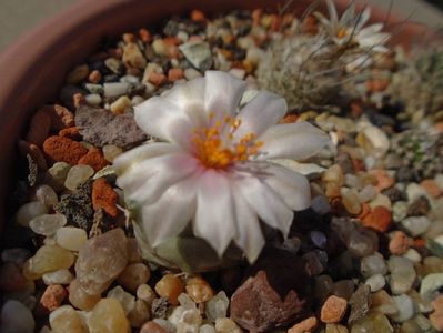 Turbinicarpus lophophoroides